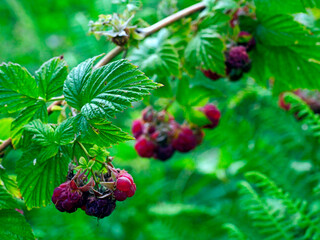 Owocująca Malina właściwa,  zwana dziką malina  (Rubus idaeus), na  skraju lasu. Malina właściwa (Rubus idaeus) jej owoce nie są dorodne natomiast jej aromat i wartości smakowe są nie do zastąpienia. © JDziedzic