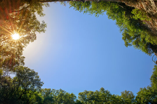 Sunlight streaming through forest canopy from inside cave opening.