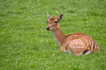Fallow deer resting in a clearing © Janusz