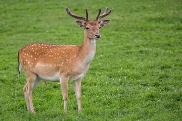 Fallow deer in a clearing © Janusz