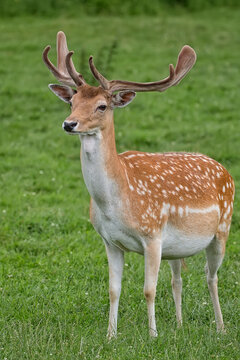 Fallow deer in a clearing