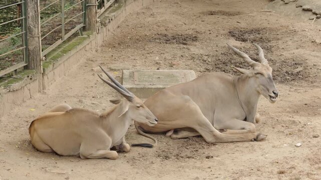 Two eland antelopes resting on sandy ground inside Saigon Zoo Vietnam