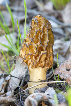 The photo shows a morel (likely an edible or tall morel)&mdash;a prized edible mushroom with a distinctive pitted cap resembling a honeycomb.