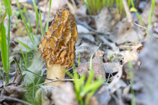 The photo shows a morel (likely an edible or tall morel)&mdash;a prized edible mushroom with a distinctive pitted cap resembling a honeycomb.
