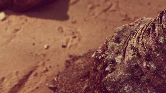 A rock is seen resting on the sand at a beach. The sun shines brightly, and the texture of the sand and rock is clear. Small details show the natural elements around.