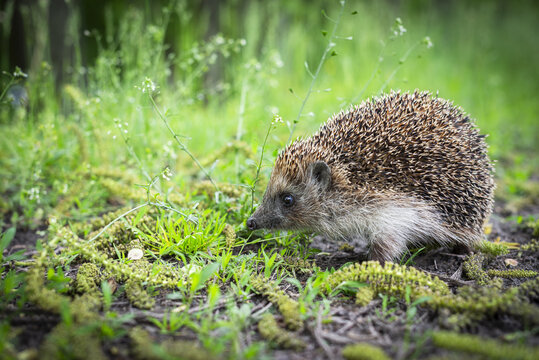 Hedgehog. Ground-level photo.