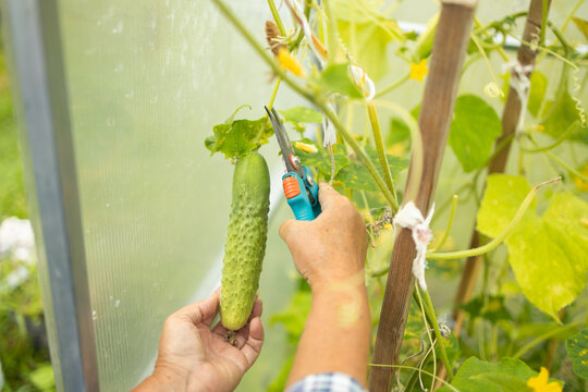 Close-up of a farmer's hands using pruning shears to harvest a ripe fresh green cucumber from a vine inside a greenhouse in summer.