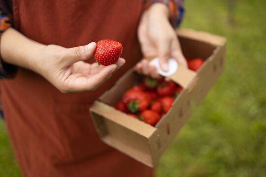 close-up view of a woman farmer hands holding a ripe red strawberry next to a wooden basket filled with freshly harvested berries in a summer garden.