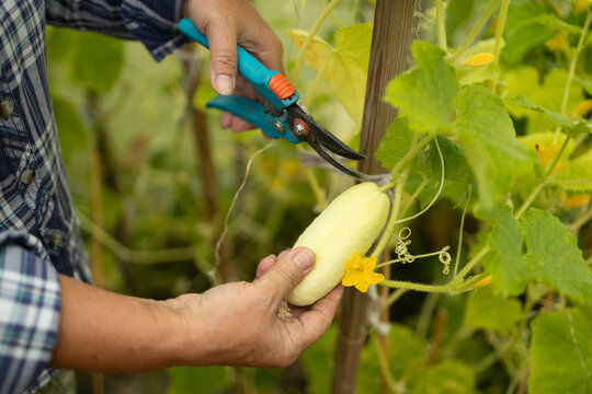 Close-up of a farmer's hands using pruning shears to harvest a ripe fresh green cucumber from a vine inside a greenhouse in summer.