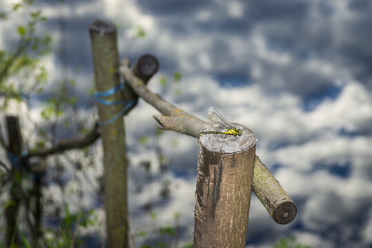 A dragonfly is sitting on a fence. Against the backdrop of water.