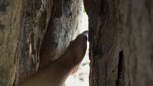 Human Hand Reaching Into A Deep Tree Trunk Crevice In Natural Daylight