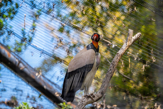 A large King Vulture in Tucson, Arizona