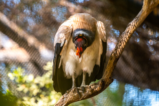 A large King Vulture in Tucson, Arizona