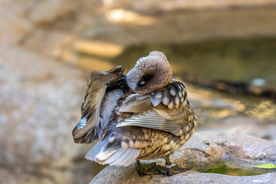 A Marbled Teal in Tucson, Arizona