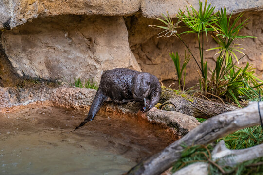 An Otter in Tucson, Arizona