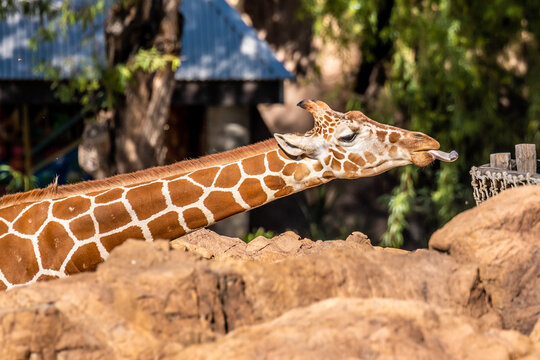 A long slender giraffe in Tucson, Arizona