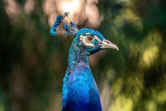 A large blue peafowl in Tucson, Arizona