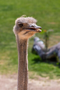A Rhea in Tucson, Arizona