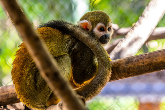 A small Squirrel Monkey in Tucson, Arizona