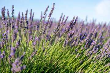 Obraz premium Beautiful background of violet lavender flowers blooming in a field in summer