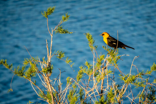 A Yellow Headed Blackbird in Yuma, Arizona