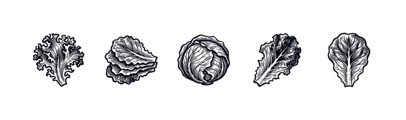 Fototapeta premium Various hand-drawn black and white leafy vegetables, including lettuce, cabbage, and individual leaves, arranged horizontally on a clean white background