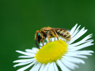 Samotka (Hylaeus) to rodzaj pszczół samotnych z rodziny lepiarkowatych (Colletidae) zbierająca pożywienie z kwiatów Przymiotna  białego (Erigeron annuus ) Samice tych pszczół kopią gniazda w ziemi, cz © JDziedzic