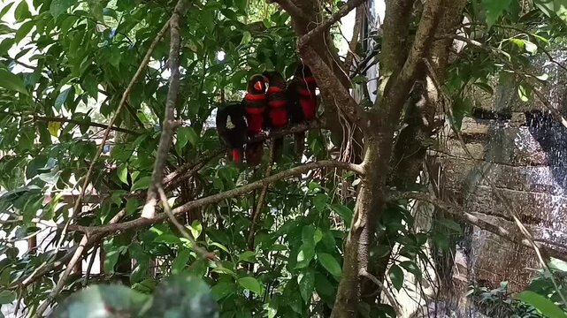Beberapa burung kakatua berwarna merah dan hitam hinggap di ranting pohon 