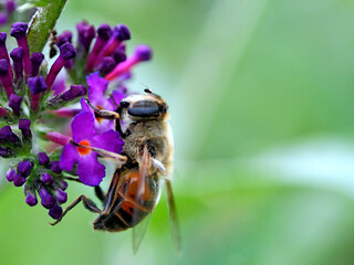Truteń – samiec pszczoły miodnej (Apis mellifera) zbierająca pożywienie z kwiatów Budleji Davida,  (Buddleja davidii)  Truteń to samiec pszczoły miodnej, którego jedynym zadaniem jest zapłodnienie kró © JDziedzic