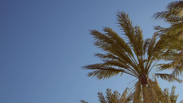 A palm tree stretches its leaves towards a clear blue sky. The scene captures the warm weather near a beach. Sunlight shines on the palm, giving a bright view.