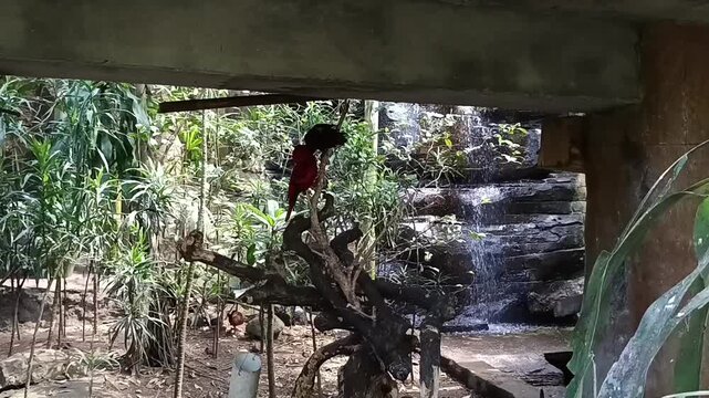 2 ekor burung di atas ranting 