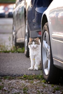 Shy longhairt cat hides between parked cars at the roadside. Vertical image