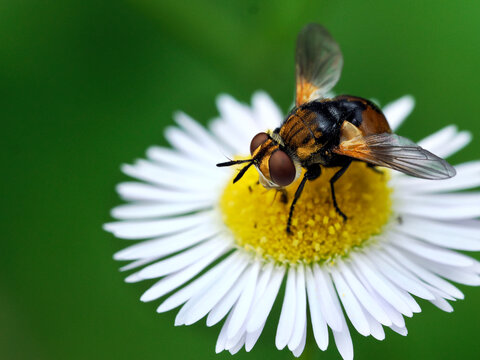 Zb&oacute;jniczka plamk&oacute;wka (Gymnosoma rotundatum) to gatunek much&oacute;wki z rodziny rączycowatych (Tachinidae) na kwiatach Przymiotno białe, (Erigeron annuus ),
Samice składają jaja bezpośrednio na ciele doros
