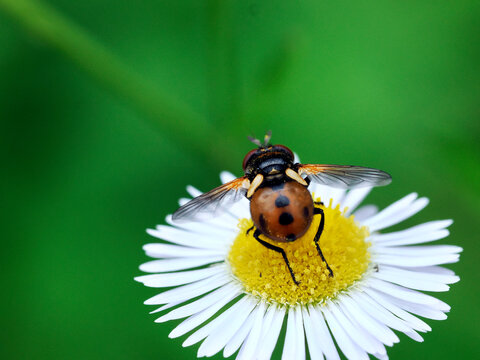 Zb&oacute;jniczka plamk&oacute;wka (Gymnosoma rotundatum) to gatunek much&oacute;wki z rodziny rączycowatych (Tachinidae) na kwiatach Przymiotno białe, (Erigeron annuus ),
Samice składają jaja bezpośrednio na ciele doros