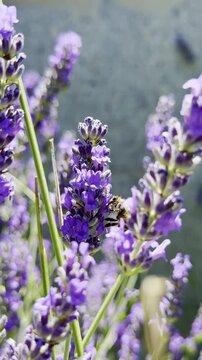 Hovering honey bee flying around beautiful lavender plants in summer, vertical format