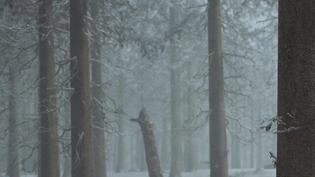 Snow covers the ground and trees in a forest. The air looks cold and cloudy. A fallen tree lies among the standing trees. This reveals a quiet and empty landscape in winter.