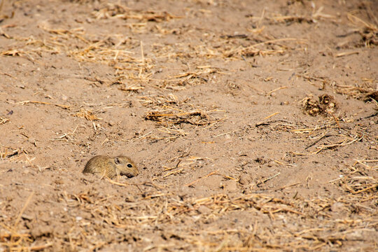 Desert Gerbil Peeking From Burrow in Sandy Habitat