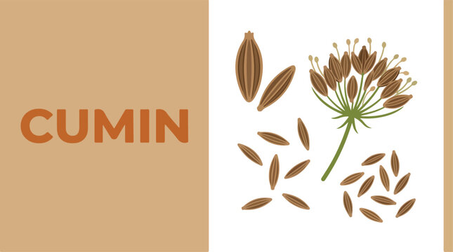 Brown cumin seeds and flower on white background with spice ingredients