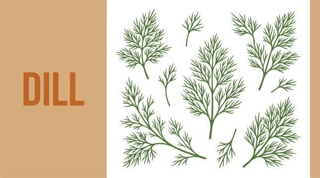 Fresh dill sprigs arranged on a surface for a culinary event