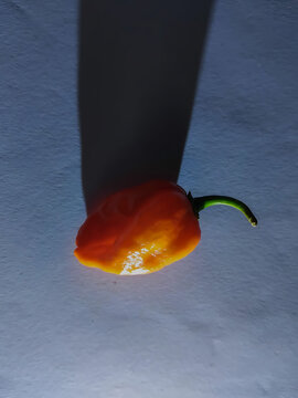 Vibrant orange habanero pepper on dark background