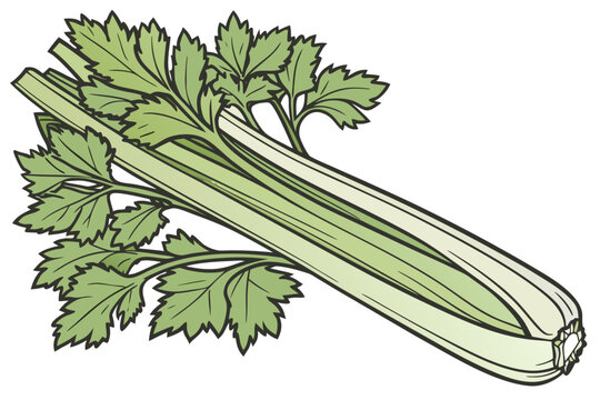 Fresh celery stalk with green leaves on top vector graphic illustration