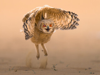 Obraz premium Pharaoh eagle owl learning how to fly