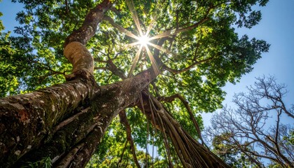 Fototapeta premium Sunlight Through Ancient Tree Canopy Nature's Beauty, Summer Sky, Forest Life