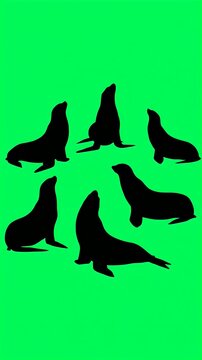 Group of seals in silhouette on a green background, marine mammals in a playful pose