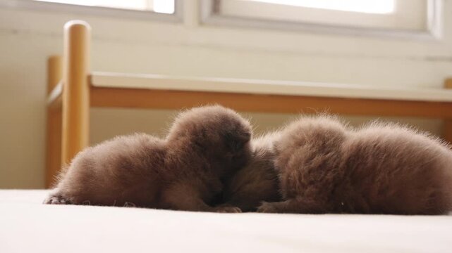 Group of British Shorthair cat kitten with eyes just opening crawling on bed. Domestic feline pet breed showing early growth and development indoors with cute behavior newborn life stage at home