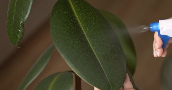 Water is sprayed from a spray bottle onto the leaves of a ficus robusta and wiped from dust, caring for houseplants.