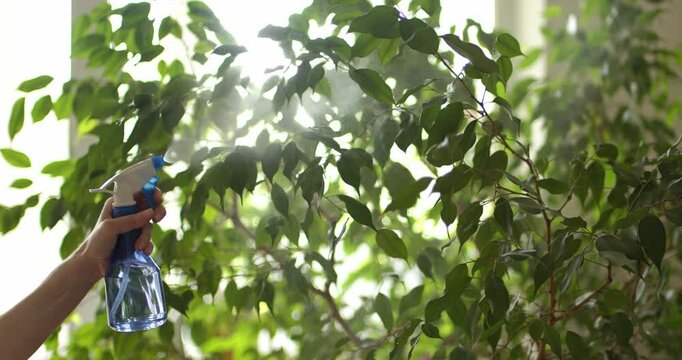 Water is sprayed from a spray bottle onto a ficus in backlight, as part of the process of caring for houseplants.
