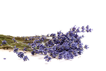 Fresh cut lavender flowers arranged in a natural cluster isolated on a white background, showcasing vibrant purple blooms and green stems for decorative use © mikeosphoto
