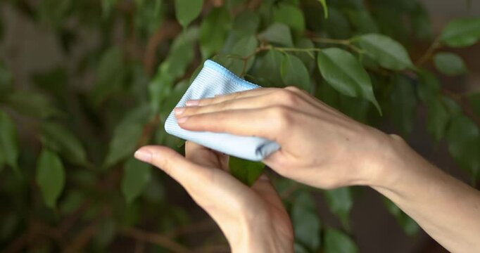 Houseplant care, the process of wiping dust from the leaves of a ficus.