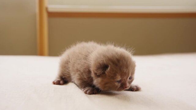 British Shorthair cat kitten with eyes just opening crawling on bed. Domestic feline pet breed showing early growth and development indoors with cute behavior during newborn life stage at home